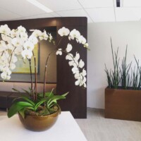 orchids in receiption area, indoor plant experts