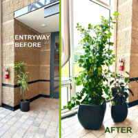 entryway to conference room, before and after Growing Roots plant selection and placement