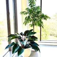 large indoor plants placed near corner windows