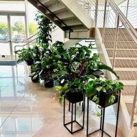 indoor plant services for offices